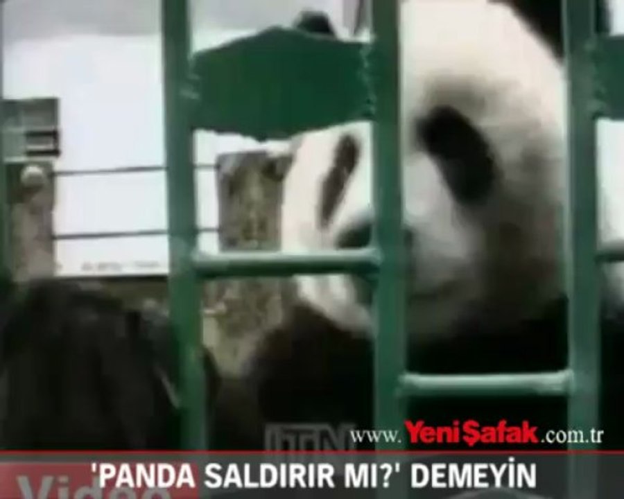 "Panda saldırır mı?" demeyin