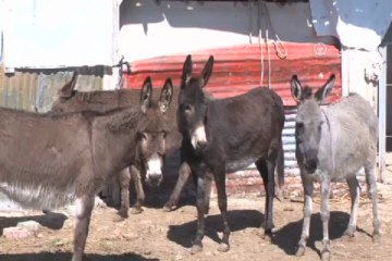 Talep gelince , çiftlik kurdu
