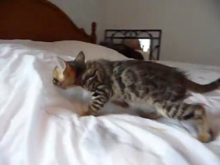 Magic Bengal Isandre - boy 7 weeks