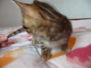 Magic Bengal Isandre - boy 7 weeks old