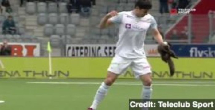 Pine Marten Causes Chaos at Swiss Soccer Match