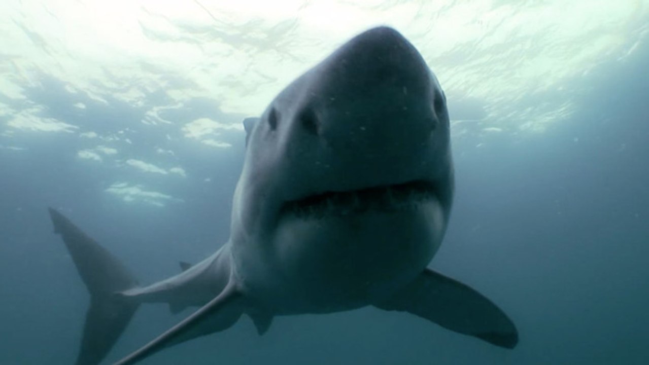 Relentless Shark Strikes Cameraman