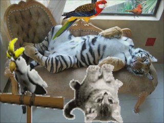 Comment tu t'appelles...