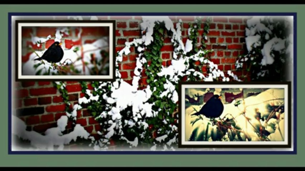 Oiseau