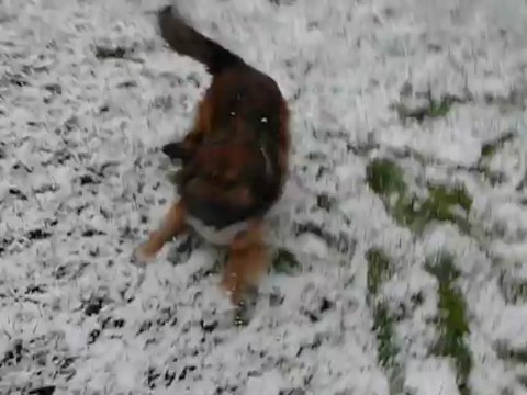 nougat fait le fou sous la neige au retour de sa Mooommann