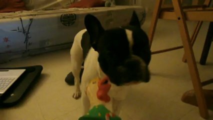 mon boubou qui fait le loup