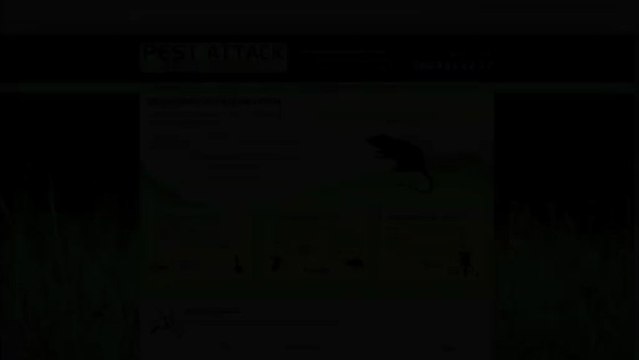 Pest control experts in Waikato