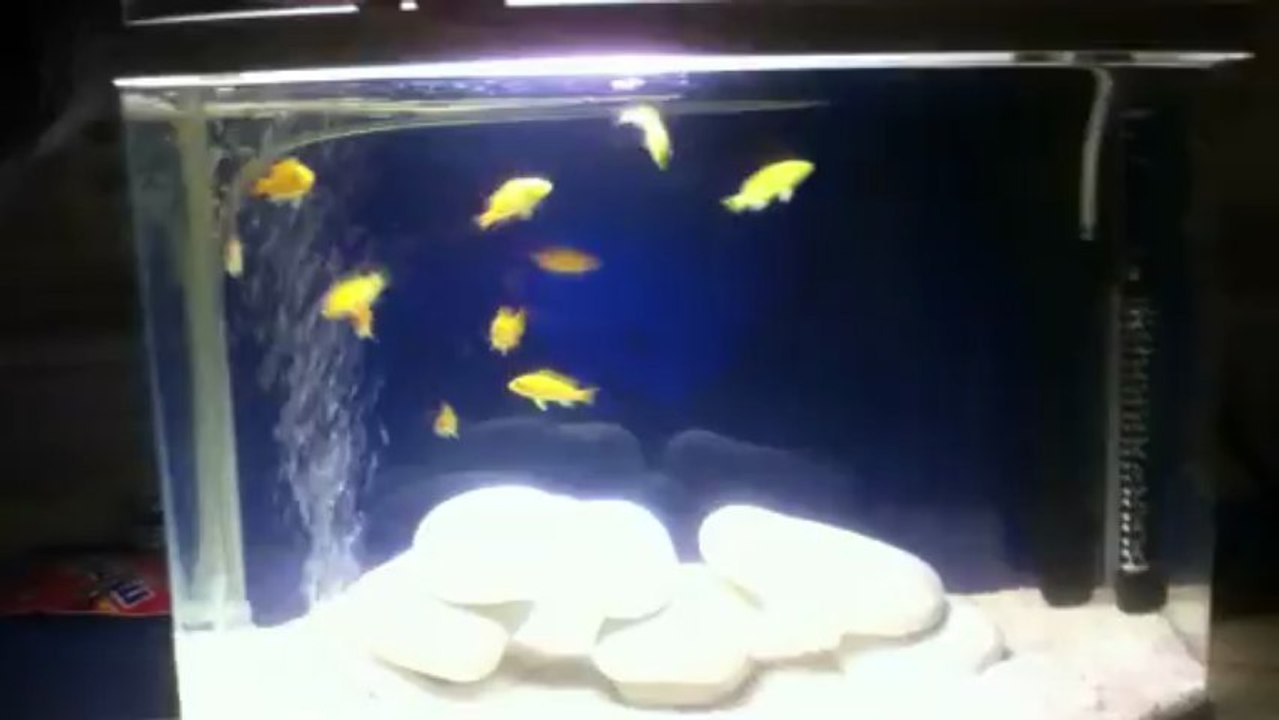 sarı prenses 50 lt akvaryum