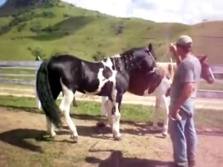 Cruza de cavalos pampa