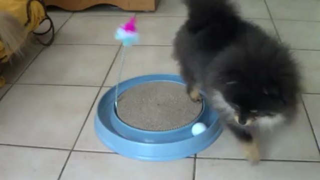 Spitz nain noir et feu joue avec jouet pour chat