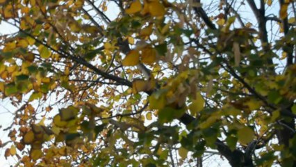 Kill Raffa - Il Sapore Della Vendetta