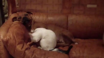 jeu chien et chat