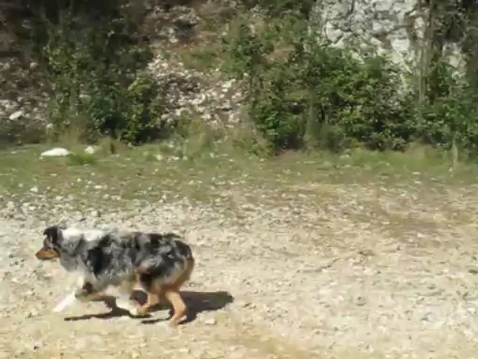 Dressage canin la ciotat,Rapport d'objet dans le sac