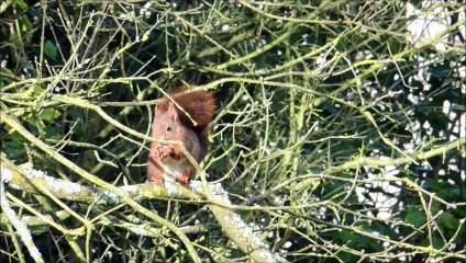 L'écureuil roux