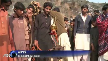 Pakistan: les combats de chien, pratique illégale mais populaire