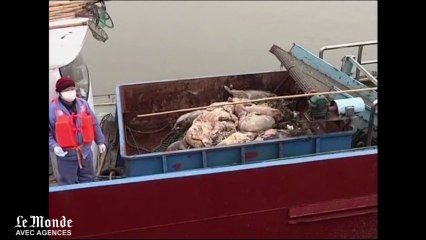 6000 cochons retrouvés dans le fleuve de Shanghaï