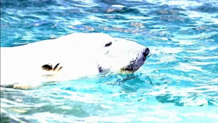 Absorbant Drysorb Ecologique + Pelican Pack® : Station mobile ergonomique de dépollution et nettoyage