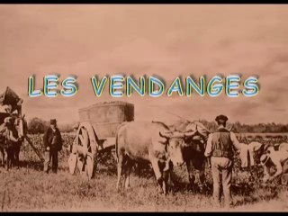 Autrefois Breuillet : les vendanges