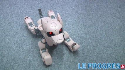 Biennale du design: "Les Androïdes rêvent-ils de cochons électriques?"