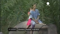 Thaïlande : journée nationale de l'éléphant - no comment