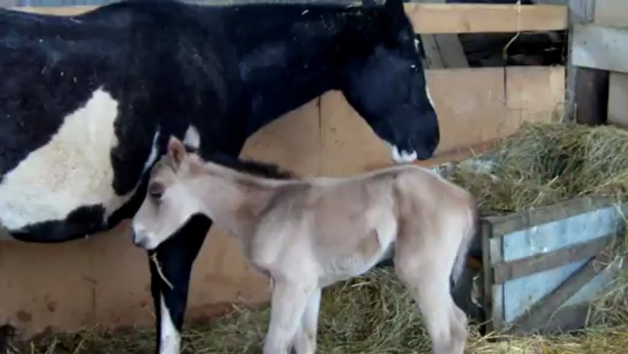 Loulou et son poulain né le 12 mars