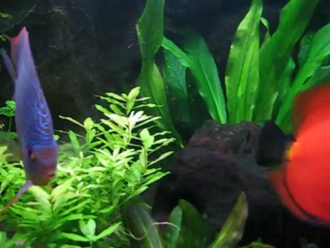 repro discus communautaire 2013