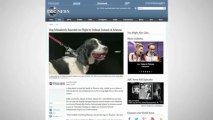 Phoenix-Bound Dog Mistakenly Sent to Ireland By Airline