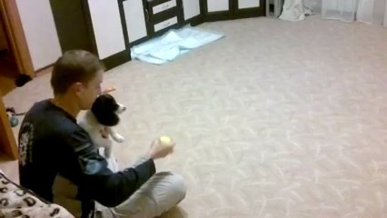 РОС Белка - тренируем подачу. 2 мес. 8 дней.(2)