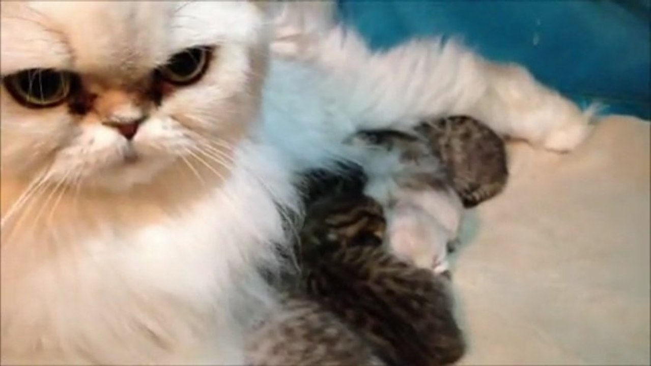 Portée de Donna du 7 mars 2013