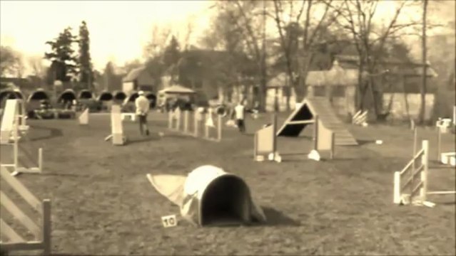 carlito border collie