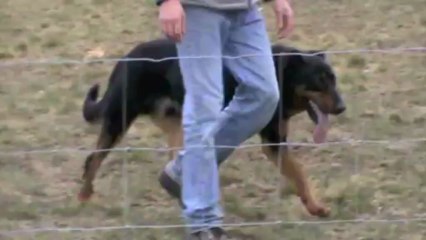 F'Cool entraînements troupeau 2012