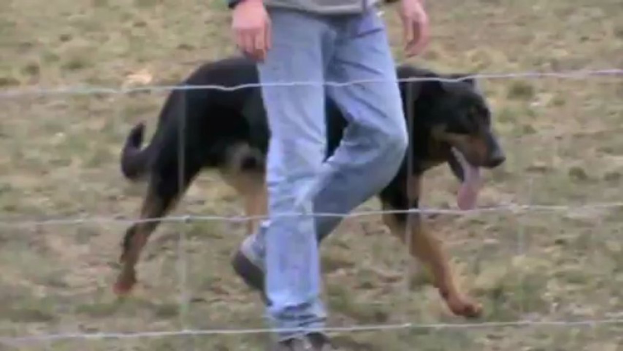 F'Cool entraînements troupeau 2012