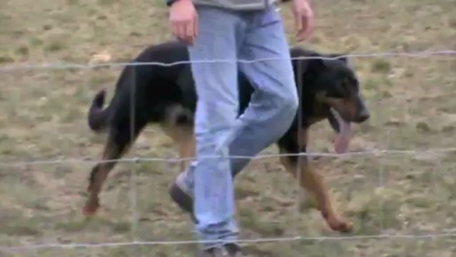 F'Cool entraînements troupeau 2012