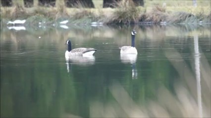 Bernaches Marvie Bastogne mars 8 - 9, 2013 Lecture computer