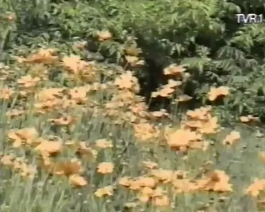 ANGELA SIMILEA - Ce loc mai am in viata ta