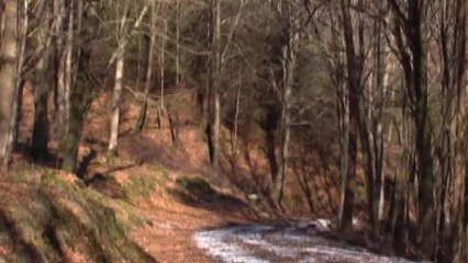 Ireland mulls selling forests to pay debt