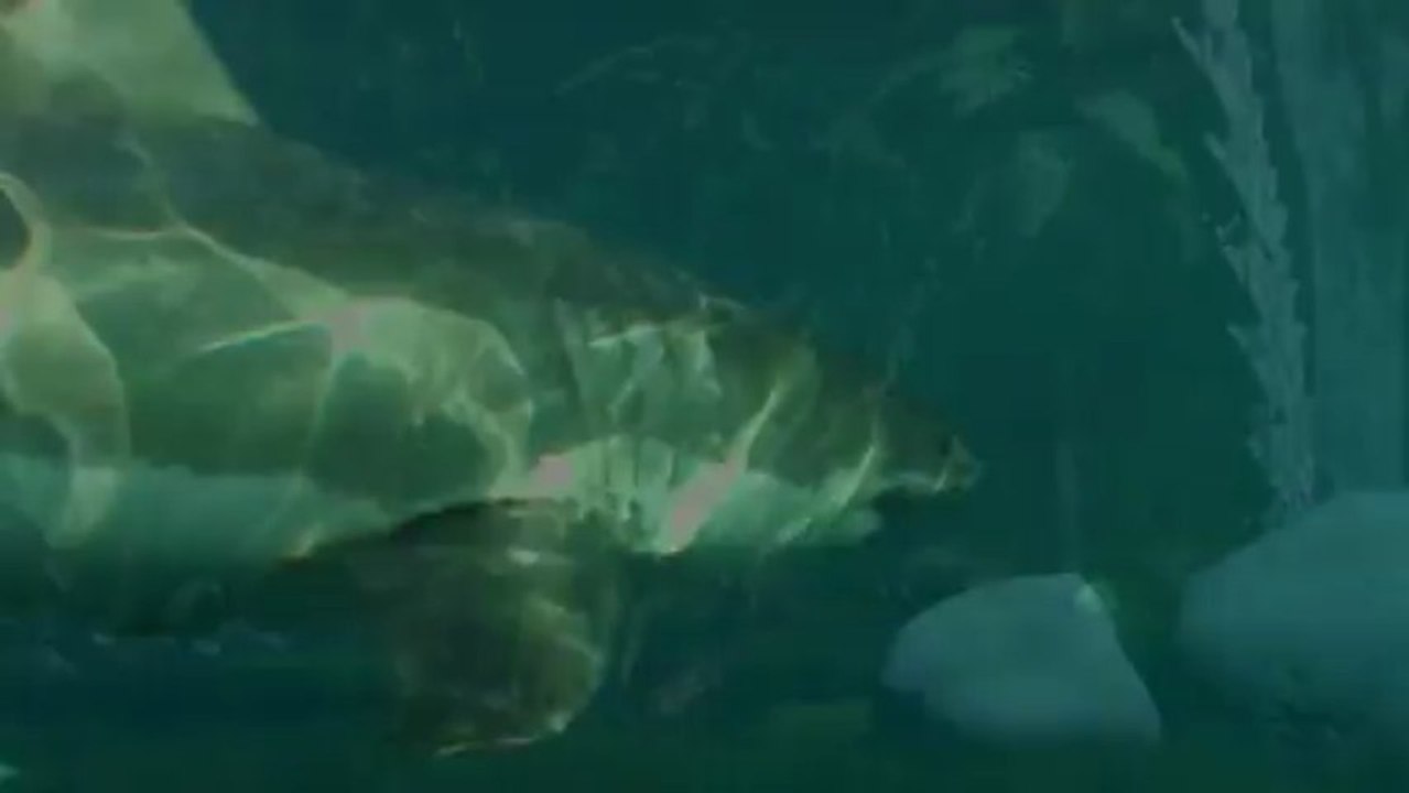 Bedrohte tierarten (videografik)