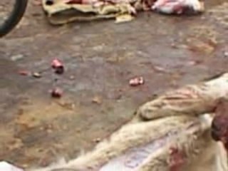 BARDOT... Merci 🙏