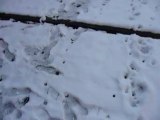 Le jardin d'hrtcs le Destrobipédien sous la neige!!