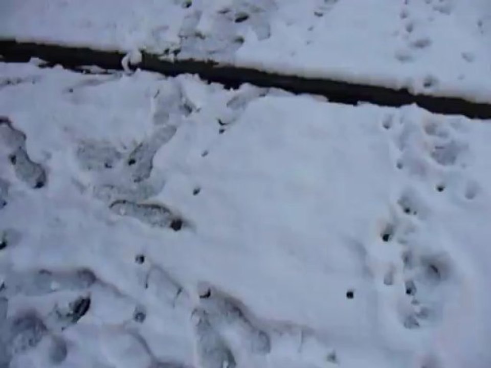 Le jardin d'hrtcs le Destrobipédien sous la neige!!