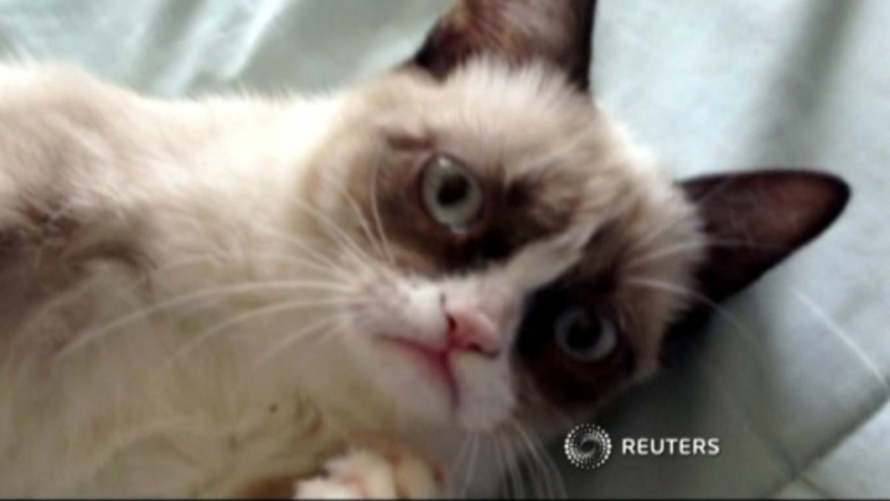 Grumpy Cat frowns on success