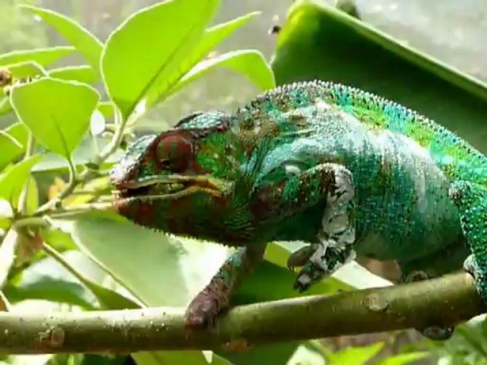 Ishlane Tours Voyages - Vidéo Andasibé Caméléons