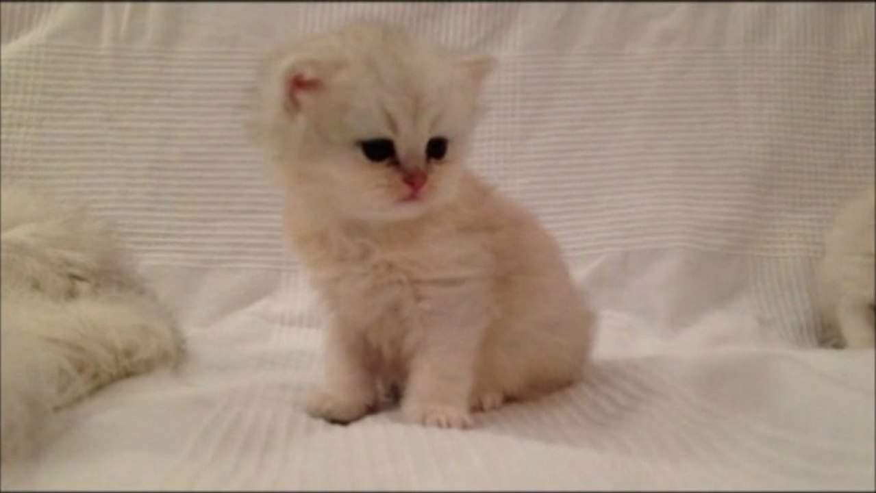 Iti de Silver Gate - Chaton Persan Black Chinchilla