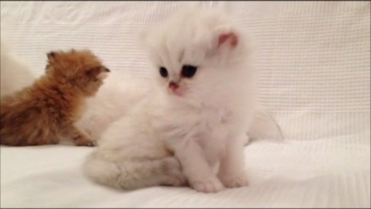 Ippie de Silver Gate - Chaton Persan Black Chinchilla