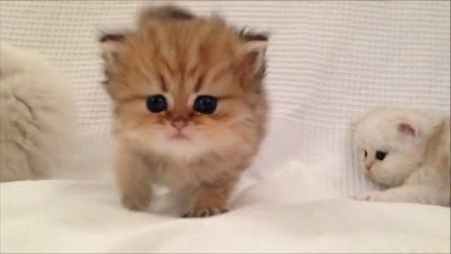 Iouflette de Silver Gate - Chaton Persan Black Golden Shell