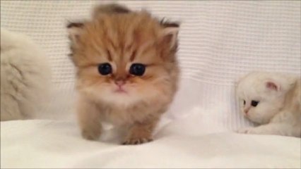 Iouflette de Silver Gate - Chaton Persan Black Golden Shell