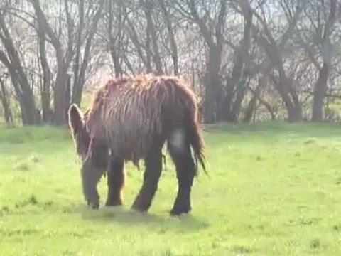 Baudet du Poitou - Asinerie de la Baie
