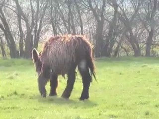 Baudet du Poitou - Asinerie de la Baie