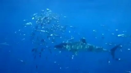 La modelo que nadó junto a un tiburón blanco