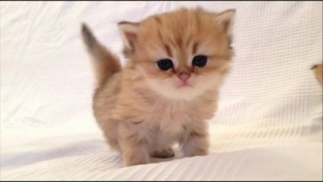 Isie de Silver Gate - Chaton Persan Black Golden Shell